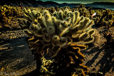 Cholla Cactus backlighted, Joshua Tree NP, CA