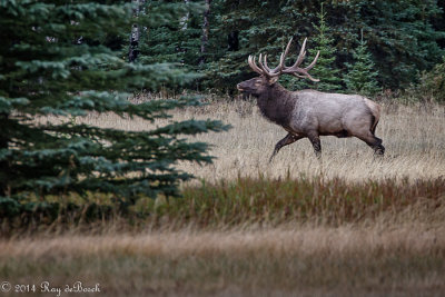 Bull Elk near Minnetonka_20140930-IMG_9709-2-3.jpg