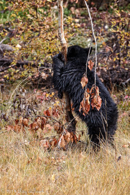 Black Bear cub_20141006-IMG_0705.jpg