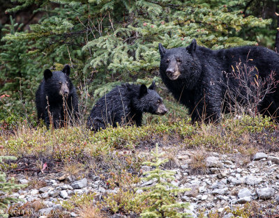 Momma bear and 2 cubs_20141006-IMG_0770-1.jpg