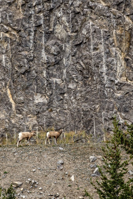 Bighorn Sheep_Jasper_20141007-IMG_0917.jpg
