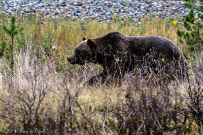 Grizzly at the Rockies_20141001-IMG_9913-2.jpg