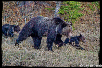 Momma griz + 2 cubs, Yellowstone