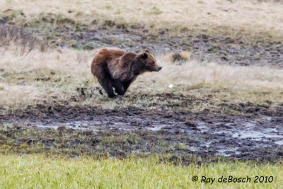 Grizzly,,,Full speed ahead, Yellowstone!