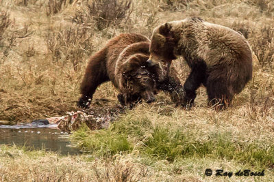 Grizzly Fight, Yellowstone!