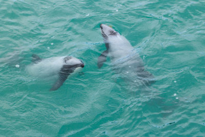 Endangered NZ dolphins are the smallest in the world