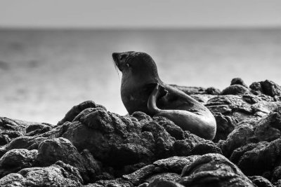 NZ Fur Seal in B&W