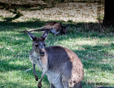 Kangaroo action