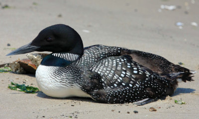 Common Loon, Rocky Point, MY. June 9, 2013