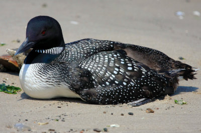 Common Loon, Rocky Point, MY. June 9, 2013