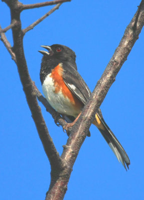 IMG_3657RS.JPG
