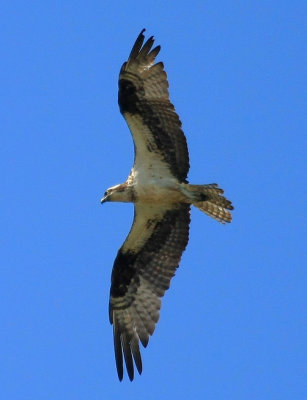 IMG_2666RS.JPG