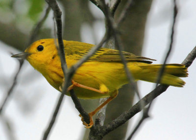 Yellow Warbler
