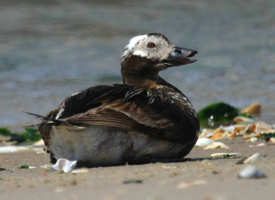 Long-tail Duck (Oldsquaw)