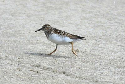 Least Sandpiper, July 13, 2013, Breezy Point, NY