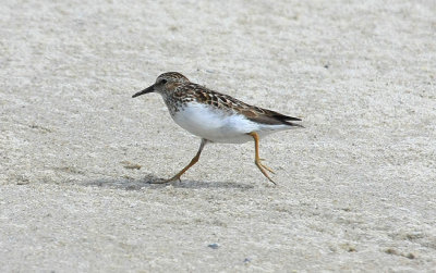 Least Sandpiper, July 13, 2013, Breezy Point, NY