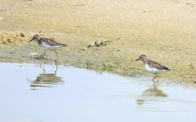 Least Sandpiper, July 13, 2013, Breezy Point, NY