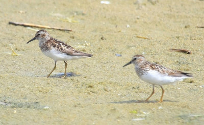 Least Sandpiper, July 13, 2013, Breezy Point, NY