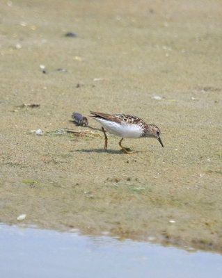 Least Sandpiper, July 13, 2013, Breezy Point, NY