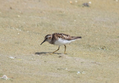 Least Sandpiper, July 13, 2013, Breezy Point, NY