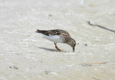 Least Sandpiper, July 13, 2013, Breezy Point, NY
