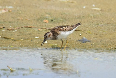 Least Sandpiper, July 13, 2013, Breezy Point, NY