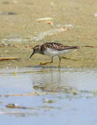 Least Sandpiper, July 13, 2013, Breezy Point, NY