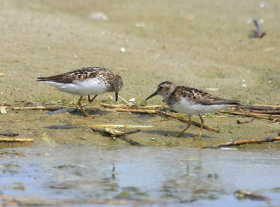Least Sandpiper, July 13, 2013, Breezy Point, NY