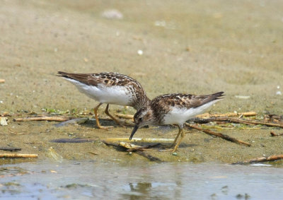Least Sandpiper, July 13, 2013, Breezy Point, NY