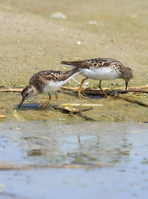 Least Sandpiper, July 13, 2013, Breezy Point, NY