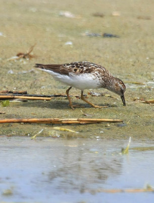 Least Sandpiper, July 13, 2013, Breezy Point, NY