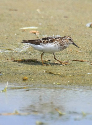 Least Sandpiper, July 13, 2013, Breezy Point, NY