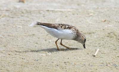 Least Sandpiper, July 13, 2013, Breezy Point, NY