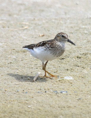 Least Sandpiper, July 13, 2013, Breezy Point, NY