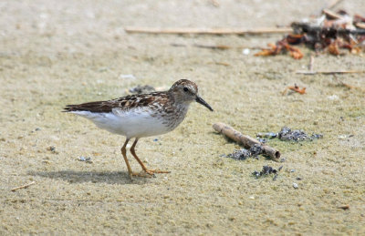 Least Sandpiper, July 13, 2013, Breezy Point, NY