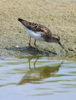 Least Sandpiper, July 13, 2013, Breezy Point, NY