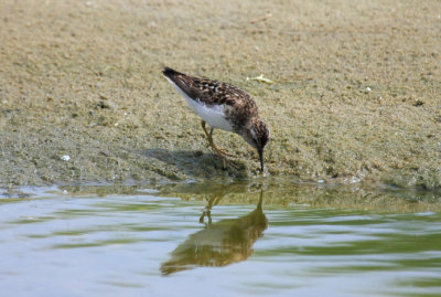 Least Sandpiper, July 13, 2013, Breezy Point, NY