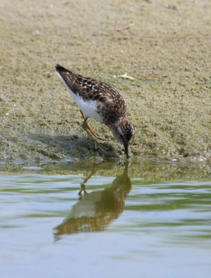 Least Sandpiper, July 13, 2013, Breezy Point, NY