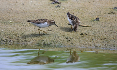 Least Sandpiper, July 13, 2013, Breezy Point, NY