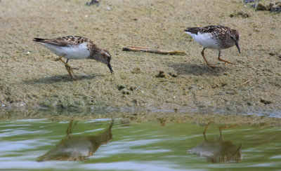 Least Sandpiper, July 13, 2013, Breezy Point, NY