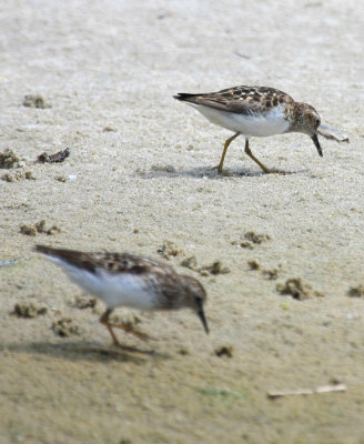 Least Sandpiper, July 13, 2013, Breezy Point, NY