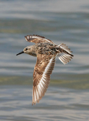 Semi-palmated Sandpiper