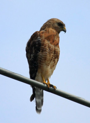 Red-shouldered Hawk