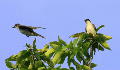 Birds of North-West MA, 2013