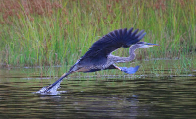 Birds of the Catskill Mountains, NY, 2013