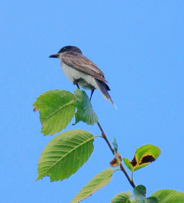 Birds of the Catskill Mountains, NY, 2013