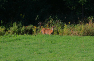 IMG_7879RS.JPG