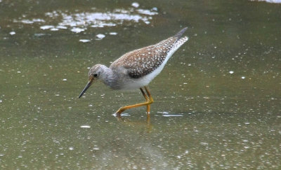 Lesser Yellowlegs