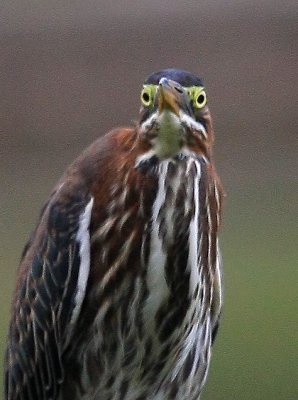 Green Heron