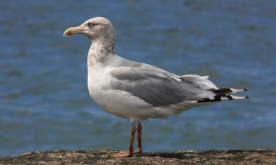 Herring Gull